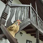 Marcipanka トレボン